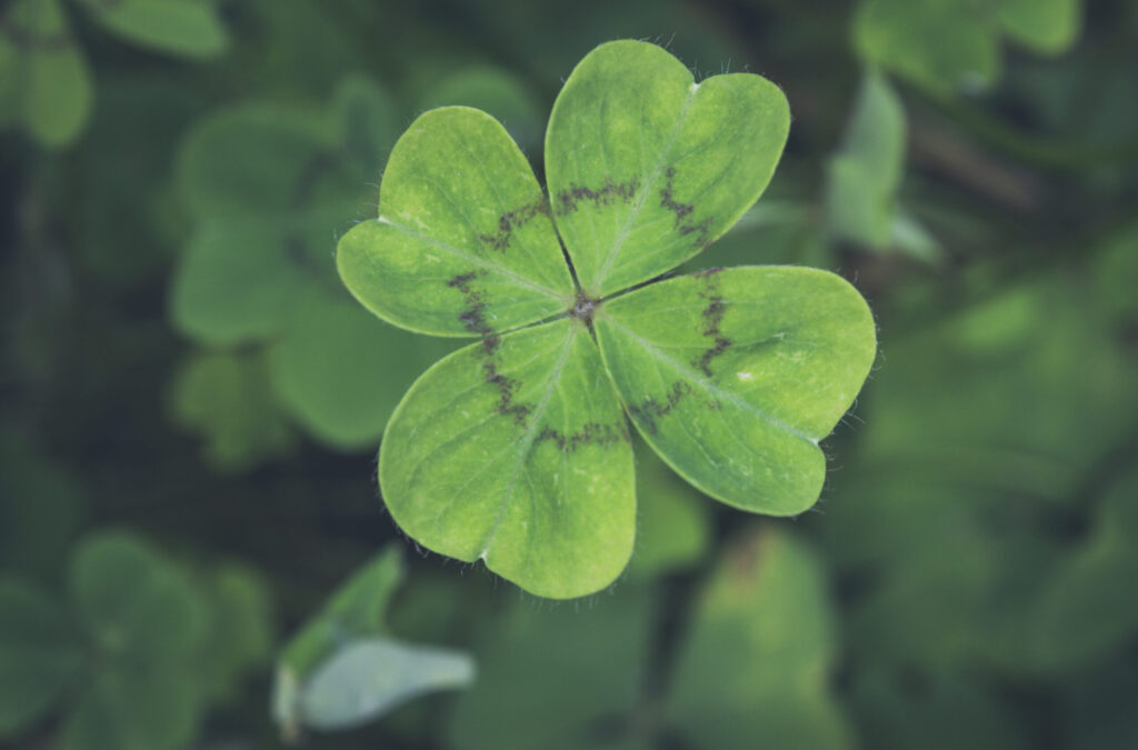 Superstitions 2 – Find a four-leaf clover