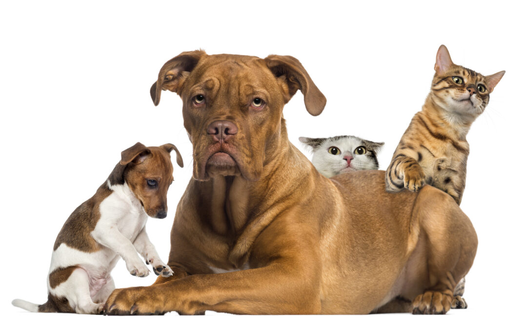 Idioms in Use – Cats and Dogs